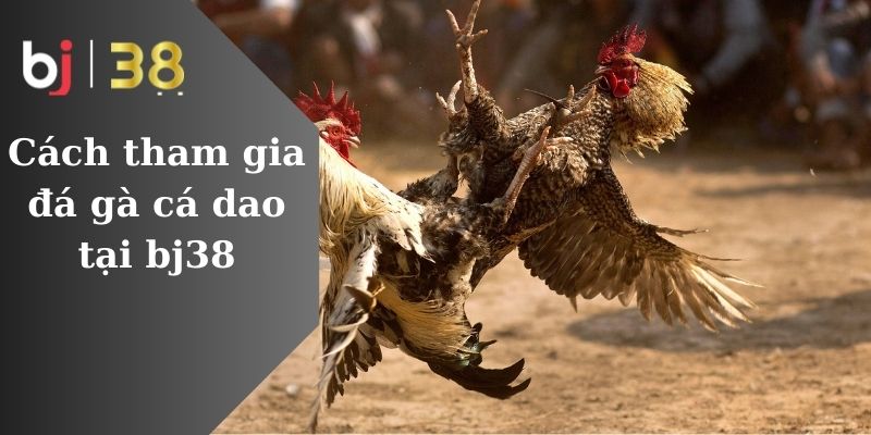 Cách tham gia đá gà cá dao tại bj38 Cách tham gia đá gà cá dao tại bj38