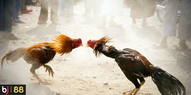Tại sao nên chọn BJ38 cho đá gà Thomo? Tại sao nên chọn BJ38 cho đá gà Thomo?