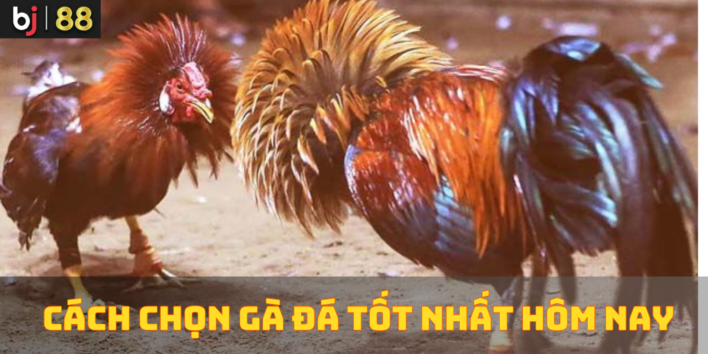 Phân tích phong độ và thể trạng Cách chọn gà đá tốt nhất cho hôm nay