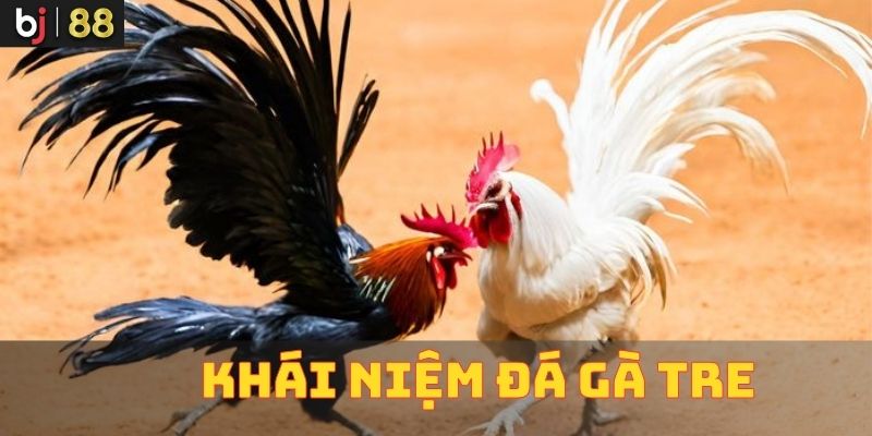 Khái Niệm Về Đá Gà Tre Khái Niệm Về Đá Gà Tre
