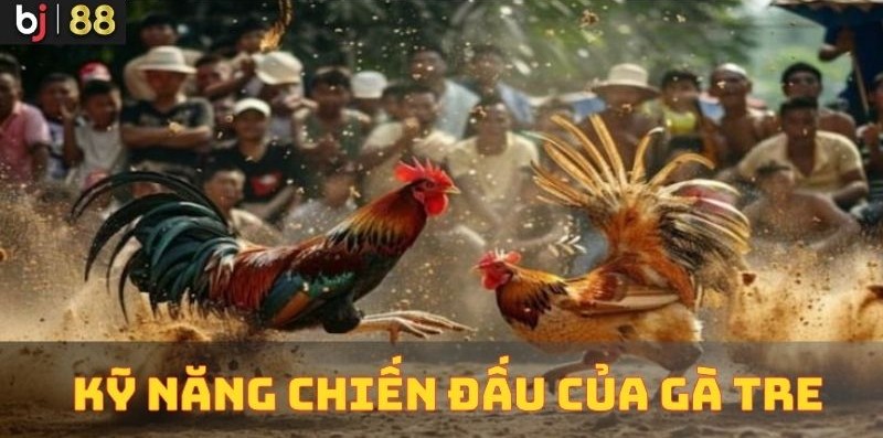 Kỹ Năng Chiến Đấu Của Gà Tre Kỹ Năng Chiến Đấu Của Gà Tre