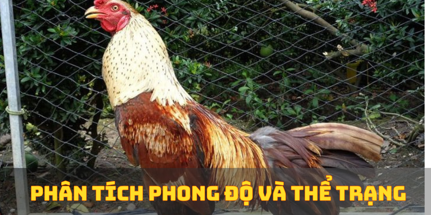 Phân tích phong độ và thể trạng Phân tích phong độ và thể trạng