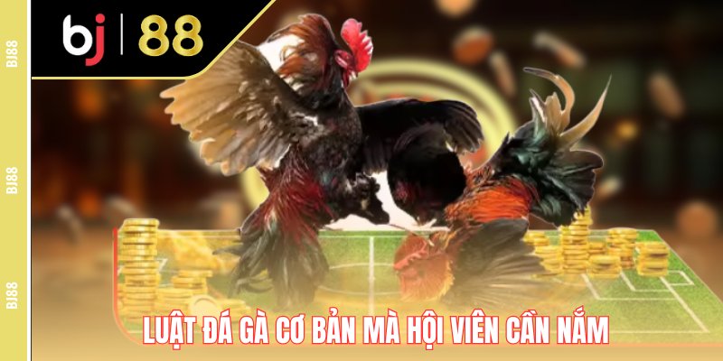 Luật chơi đá gà Thomo đơn giản nên tham khảo Luật chơi đá gà Thomo đơn giản nên tham khảo