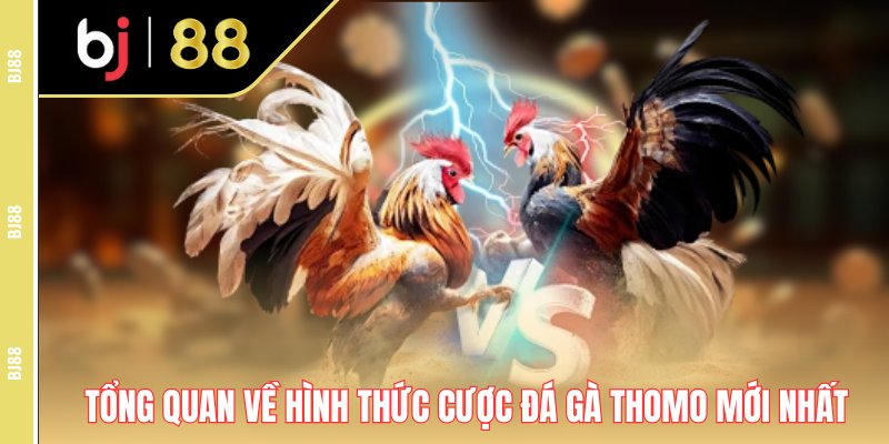 Tổng quan về hình thức cược đá gà Thomo mới nhất Tổng quan về hình thức cược đá gà Thomo mới nhất